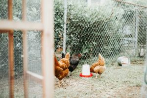 hens in coop