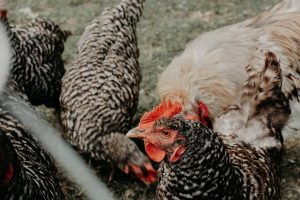 group of hens